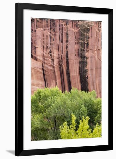 Utah, Capitol Reef National Park. Cottonwood Trees and Cliff Streaked with Desert Varnish-Jaynes Gallery-Framed Photographic Print