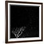 Utah, Capitol Reef National Park. Dead Tree and Night Sky-Jaynes Gallery-Framed Photographic Print