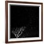 Utah, Capitol Reef National Park. Dead Tree and Night Sky-Jaynes Gallery-Framed Photographic Print