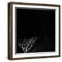 Utah, Capitol Reef National Park. Dead Tree and Night Sky-Jaynes Gallery-Framed Photographic Print