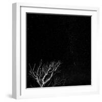 Utah, Capitol Reef National Park. Dead Tree and Night Sky-Jaynes Gallery-Framed Photographic Print