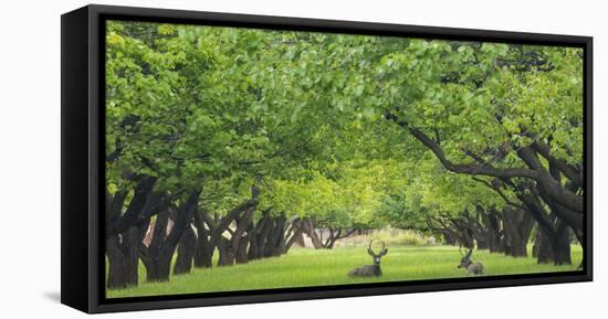 Utah, Capitol Reef National Park. Deer in Sylvan Orchard-Jaynes Gallery-Framed Stretched Canvas