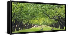 Utah, Capitol Reef National Park. Deer in Sylvan Orchard-Jaynes Gallery-Framed Stretched Canvas