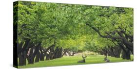 Utah, Capitol Reef National Park. Deer in Sylvan Orchard-Jaynes Gallery-Stretched Canvas