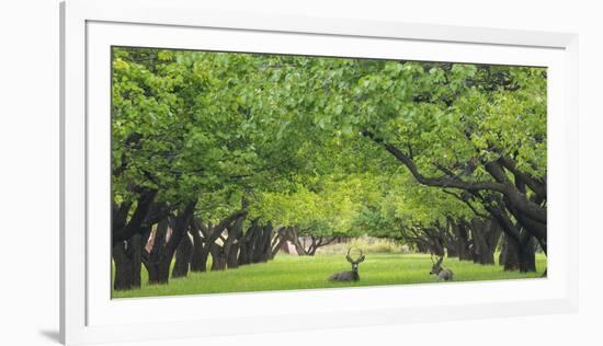 Utah, Capitol Reef National Park. Deer in Sylvan Orchard-Jaynes Gallery-Framed Photographic Print