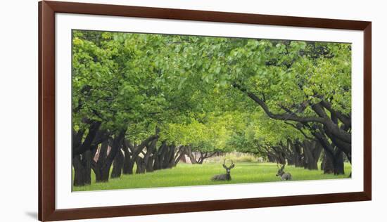 Utah, Capitol Reef National Park. Deer in Sylvan Orchard-Jaynes Gallery-Framed Photographic Print