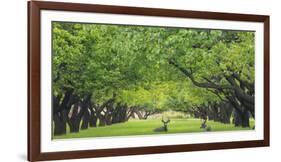 Utah, Capitol Reef National Park. Deer in Sylvan Orchard-Jaynes Gallery-Framed Photographic Print