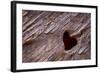 Utah, Capitol Reef National Park. Heart-Shaped Hole in Rock-Jaynes Gallery-Framed Photographic Print