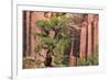 Utah, Capitol Reef National Park. Juniper Tree and a Cliff Streaked with Desert Varnish-Jaynes Gallery-Framed Photographic Print