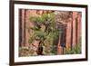 Utah, Capitol Reef National Park. Juniper Tree and a Cliff Streaked with Desert Varnish-Jaynes Gallery-Framed Photographic Print