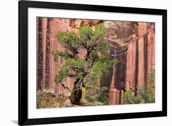 Utah, Capitol Reef National Park. Juniper Tree and a Cliff Streaked with Desert Varnish-Jaynes Gallery-Framed Photographic Print