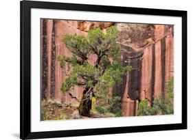 Utah, Capitol Reef National Park. Juniper Tree and a Cliff Streaked with Desert Varnish-Jaynes Gallery-Framed Photographic Print