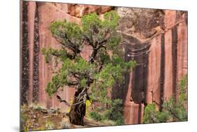 Utah, Capitol Reef National Park. Juniper Tree and a Cliff Streaked with Desert Varnish-Jaynes Gallery-Mounted Photographic Print