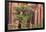 Utah, Capitol Reef National Park. Juniper Tree and a Cliff Streaked with Desert Varnish-Jaynes Gallery-Framed Photographic Print