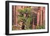 Utah, Capitol Reef National Park. Juniper Tree and a Cliff Streaked with Desert Varnish-Jaynes Gallery-Framed Photographic Print