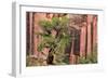 Utah, Capitol Reef National Park. Juniper Tree and a Cliff Streaked with Desert Varnish-Jaynes Gallery-Framed Photographic Print