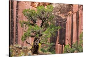 Utah, Capitol Reef National Park. Juniper Tree and a Cliff Streaked with Desert Varnish-Jaynes Gallery-Stretched Canvas