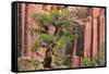 Utah, Capitol Reef National Park. Juniper Tree and a Cliff Streaked with Desert Varnish-Jaynes Gallery-Framed Stretched Canvas