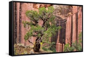 Utah, Capitol Reef National Park. Juniper Tree and a Cliff Streaked with Desert Varnish-Jaynes Gallery-Framed Stretched Canvas