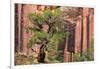 Utah, Capitol Reef National Park. Juniper Tree and a Cliff Streaked with Desert Varnish-Jaynes Gallery-Framed Photographic Print