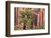 Utah, Capitol Reef National Park. Juniper Tree and a Cliff Streaked with Desert Varnish-Jaynes Gallery-Framed Photographic Print