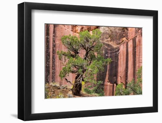 Utah, Capitol Reef National Park. Juniper Tree and a Cliff Streaked with Desert Varnish-Jaynes Gallery-Framed Photographic Print