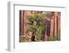 Utah, Capitol Reef National Park. Juniper Tree and a Cliff Streaked with Desert Varnish-Jaynes Gallery-Framed Photographic Print