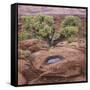 Utah, Capitol Reef National Park. Juniper Tree and Pool in Rock-Jaynes Gallery-Framed Stretched Canvas