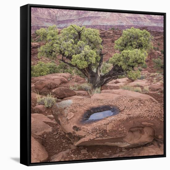 Utah, Capitol Reef National Park. Juniper Tree and Pool in Rock-Jaynes Gallery-Framed Stretched Canvas