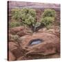 Utah, Capitol Reef National Park. Juniper Tree and Pool in Rock-Jaynes Gallery-Stretched Canvas