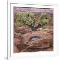 Utah, Capitol Reef National Park. Juniper Tree and Pool in Rock-Jaynes Gallery-Framed Photographic Print