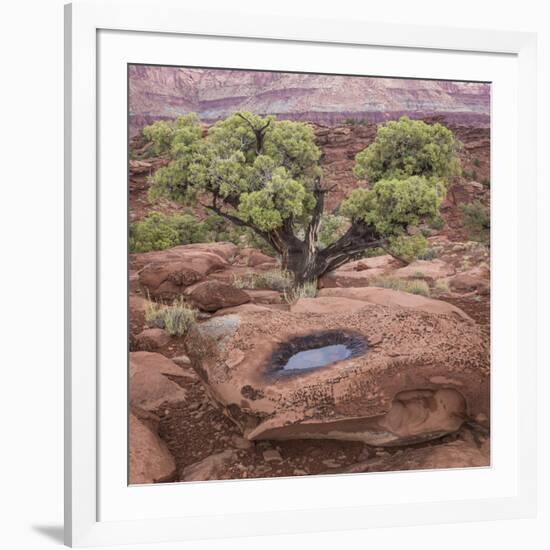 Utah, Capitol Reef National Park. Juniper Tree and Pool in Rock-Jaynes Gallery-Framed Photographic Print