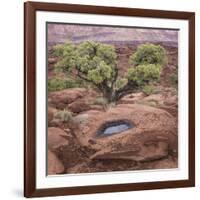 Utah, Capitol Reef National Park. Juniper Tree and Pool in Rock-Jaynes Gallery-Framed Photographic Print