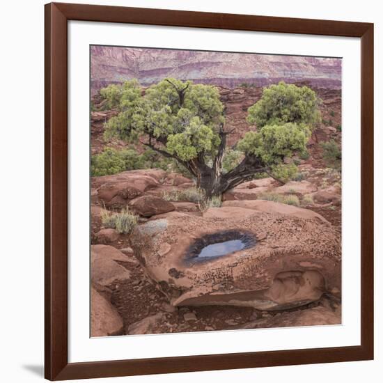 Utah, Capitol Reef National Park. Juniper Tree and Pool in Rock-Jaynes Gallery-Framed Photographic Print