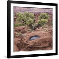 Utah, Capitol Reef National Park. Juniper Tree and Pool in Rock-Jaynes Gallery-Framed Photographic Print