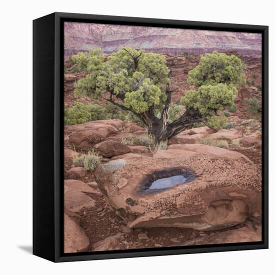 Utah, Capitol Reef National Park. Juniper Tree and Pool in Rock-Jaynes Gallery-Framed Stretched Canvas