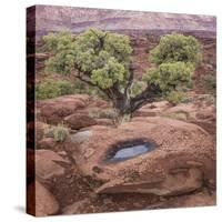 Utah, Capitol Reef National Park. Juniper Tree and Pool in Rock-Jaynes Gallery-Stretched Canvas
