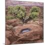 Utah, Capitol Reef National Park. Juniper Tree and Pool in Rock-Jaynes Gallery-Mounted Photographic Print