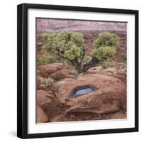 Utah, Capitol Reef National Park. Juniper Tree and Pool in Rock-Jaynes Gallery-Framed Photographic Print