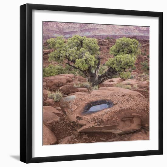 Utah, Capitol Reef National Park. Juniper Tree and Pool in Rock-Jaynes Gallery-Framed Photographic Print