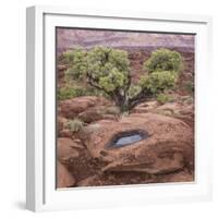 Utah, Capitol Reef National Park. Juniper Tree and Pool in Rock-Jaynes Gallery-Framed Photographic Print