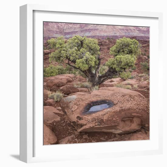 Utah, Capitol Reef National Park. Juniper Tree and Pool in Rock-Jaynes Gallery-Framed Photographic Print