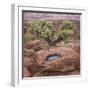 Utah, Capitol Reef National Park. Juniper Tree and Pool in Rock-Jaynes Gallery-Framed Photographic Print