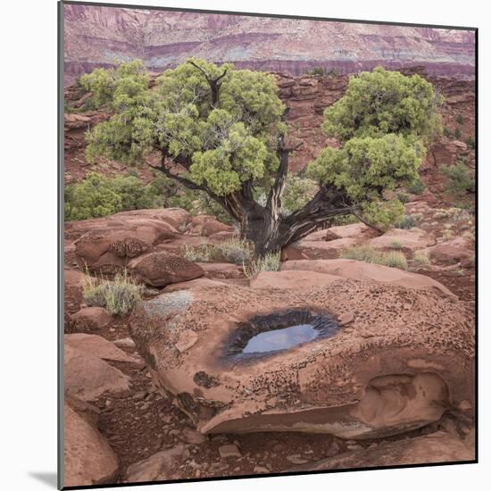 Utah, Capitol Reef National Park. Juniper Tree and Pool in Rock-Jaynes Gallery-Mounted Photographic Print