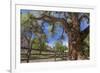 Utah, Capitol Reef National Park. Old Cottonwood Tree and Fence-Jaynes Gallery-Framed Photographic Print