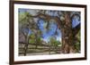 Utah, Capitol Reef National Park. Old Cottonwood Tree and Fence-Jaynes Gallery-Framed Photographic Print