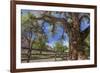 Utah, Capitol Reef National Park. Old Cottonwood Tree and Fence-Jaynes Gallery-Framed Photographic Print