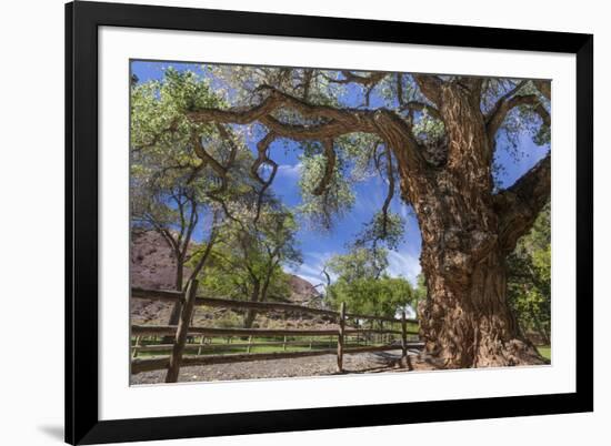 Utah, Capitol Reef National Park. Old Cottonwood Tree and Fence-Jaynes Gallery-Framed Photographic Print