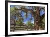 Utah, Capitol Reef National Park. Old Cottonwood Tree and Fence-Jaynes Gallery-Framed Photographic Print