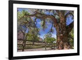 Utah, Capitol Reef National Park. Old Cottonwood Tree and Fence-Jaynes Gallery-Framed Photographic Print